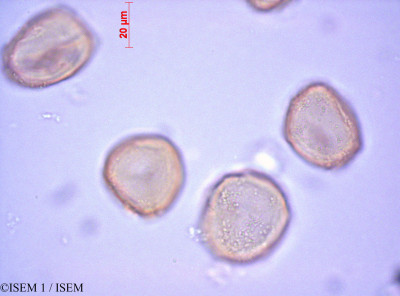 ISEM 1/Cephalotaxus_fortunei_29174/Cephalotaxus_fortunei_29174_0001(copy)_thumb.jpg